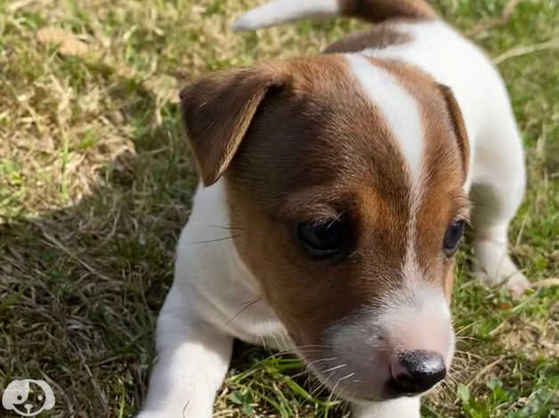 Niedliche Jack-Russell-Terrier-Welpen.