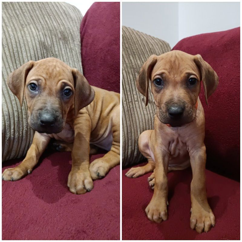 Gut erzogene Rhodesian Ridgeback Welpen.