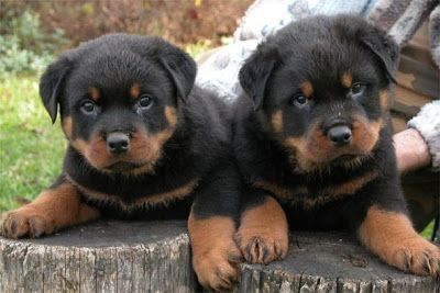 Gut erzogene Rottweiler welpen.