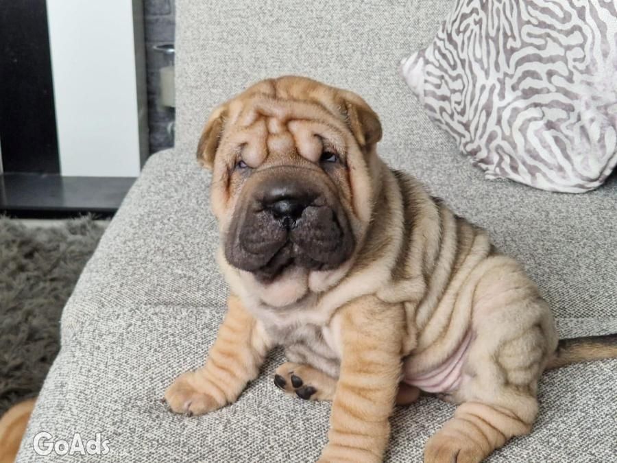 Gut erzogene Shar-Pei-Welpen.
