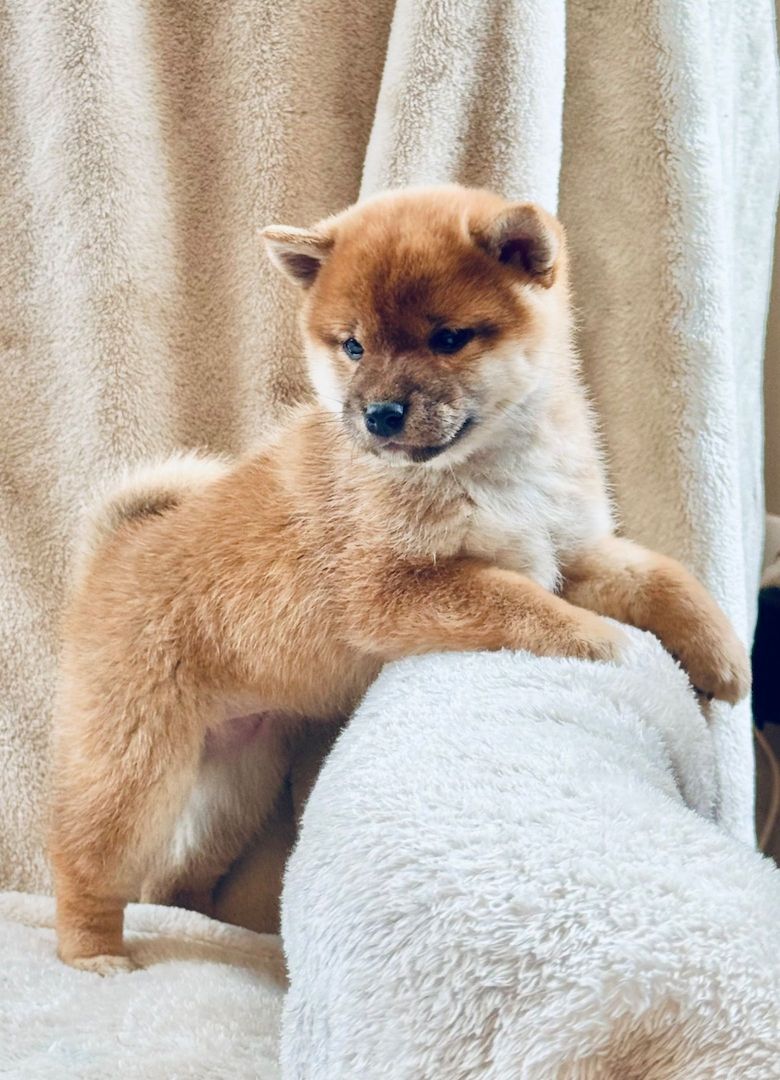 Bezaubernde Shiba-Inu-Welpen.