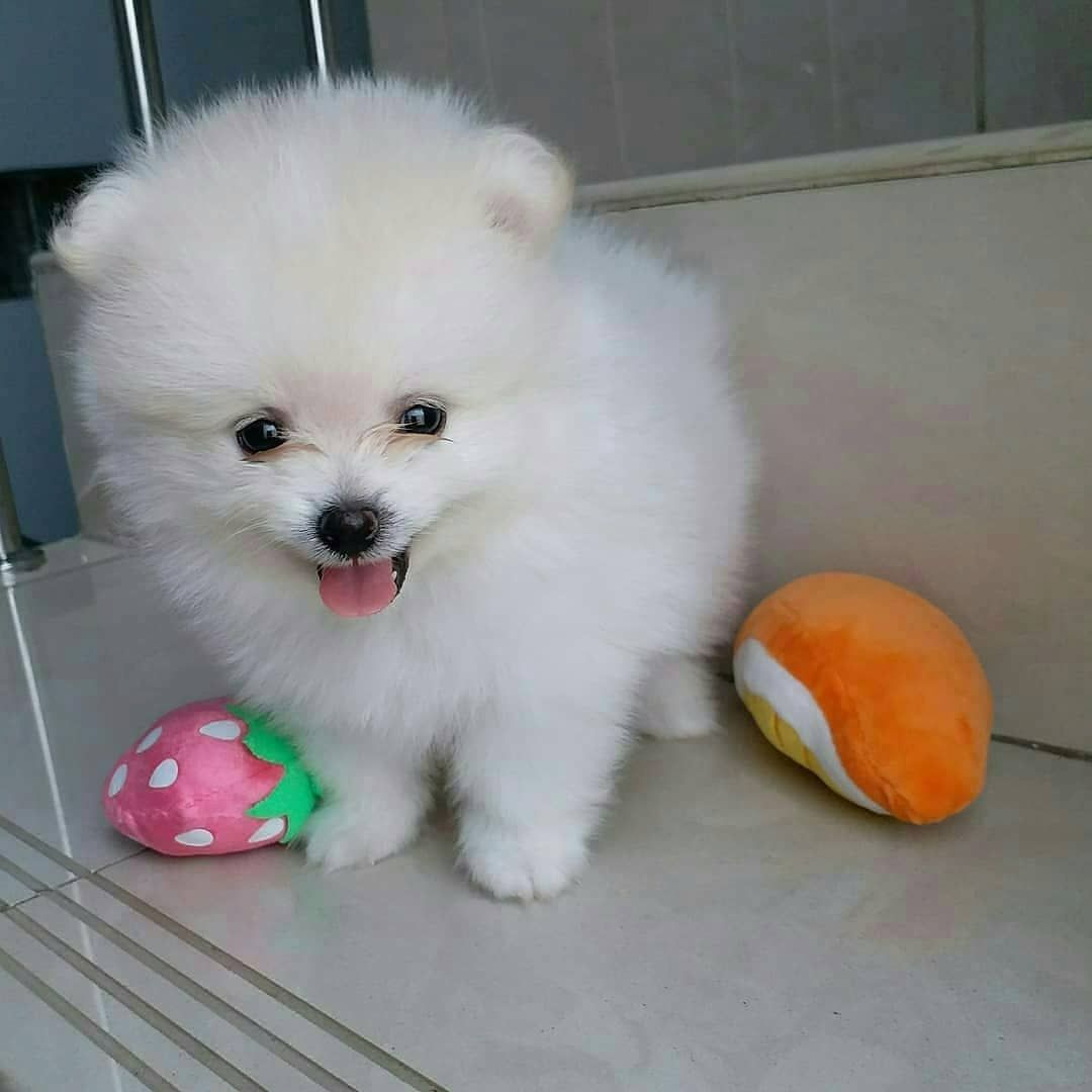 Entzückende weiße Pomeranian-Welpen.