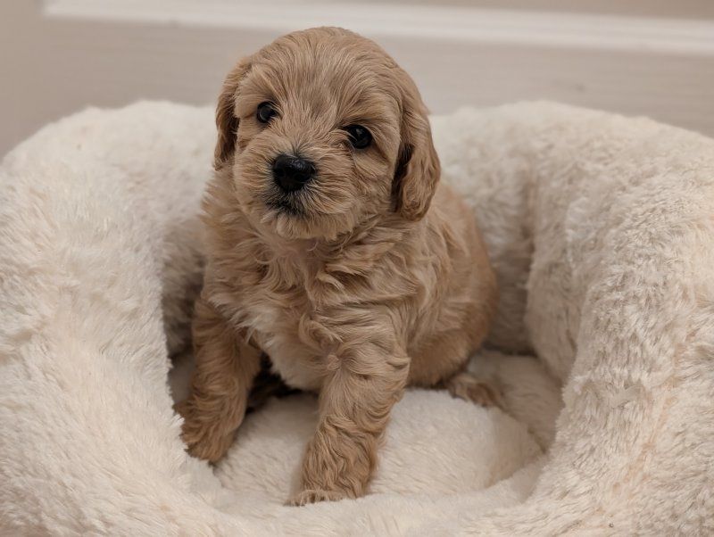 Maltipoo-Welpen zu verkaufen