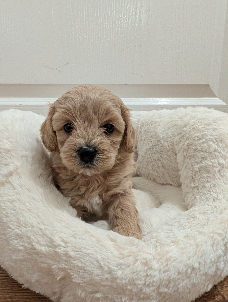 Maltipoo-Welpen zu verkaufen