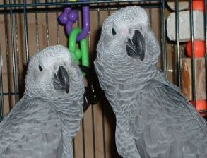 Hausgebundener Graupapagei