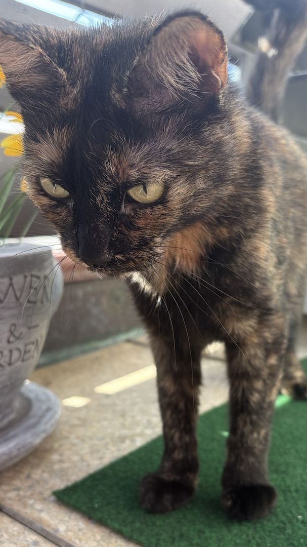 🐾 Liebevolles Zuhause für unsere Katze Konfetti gesucht 🐾