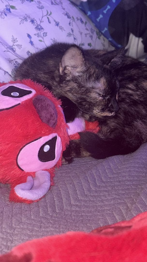 🐾 Liebevolles Zuhause für unsere Katze Konfetti gesucht 🐾