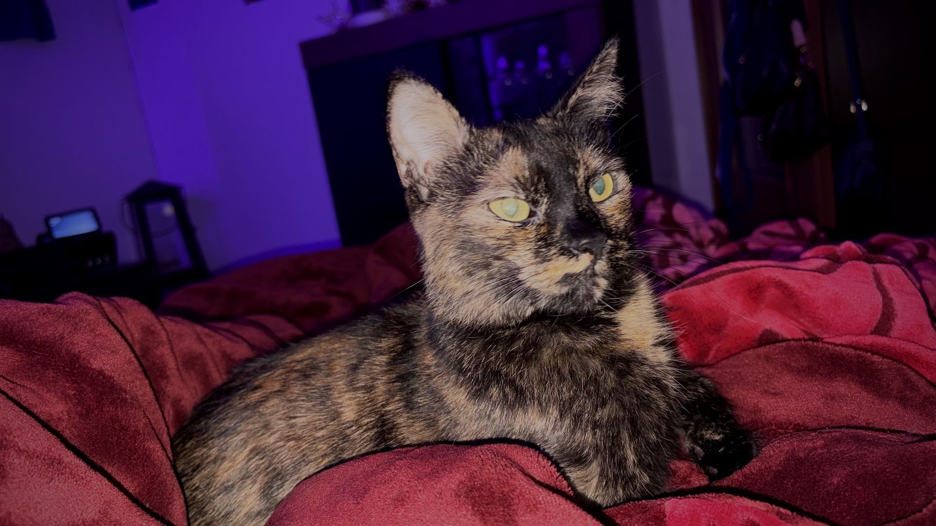 🐾 Liebevolles Zuhause für unsere Katze Konfetti gesucht 🐾