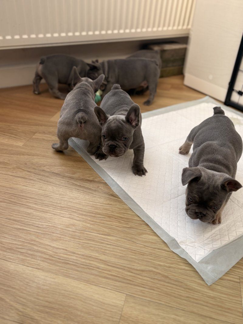 Französische Bulldoggenwelpen suchen ein neues Zuhause