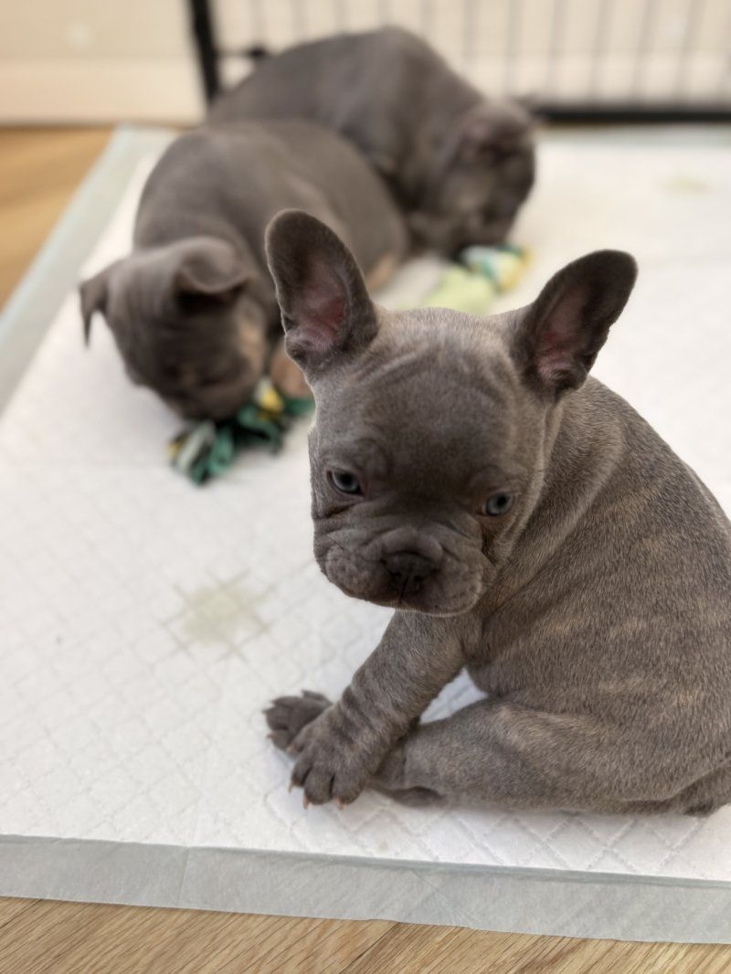 Französische Bulldoggenwelpen suchen ein neues Zuhause