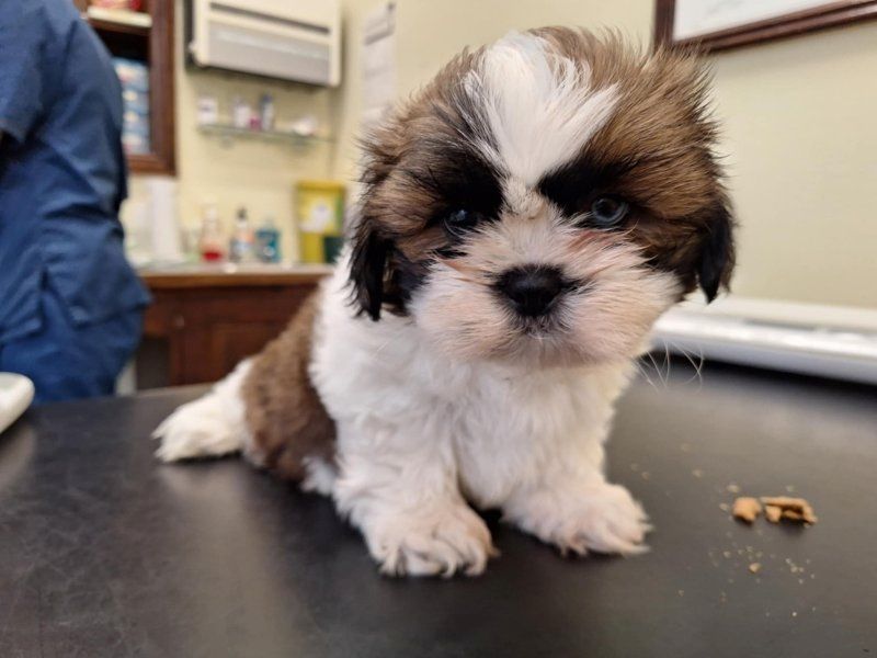 Zwei Shih Tzu Welpen suchen ein neues Zuhause
