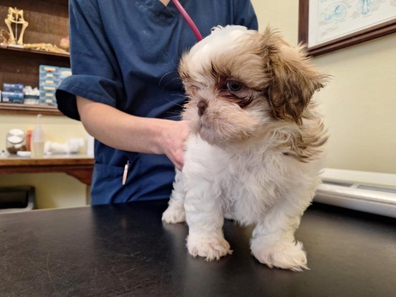 Zwei Shih Tzu Welpen suchen ein neues Zuhause