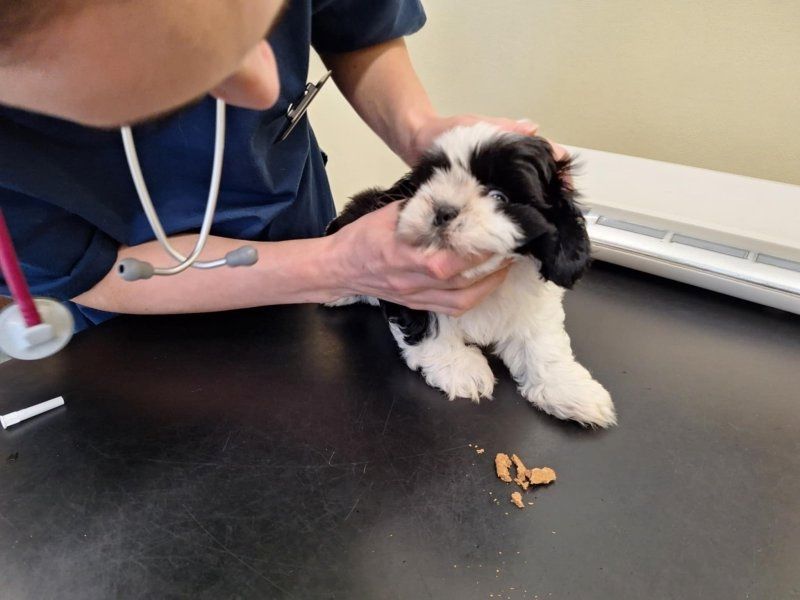 Zwei Shih Tzu Welpen suchen ein neues Zuhause