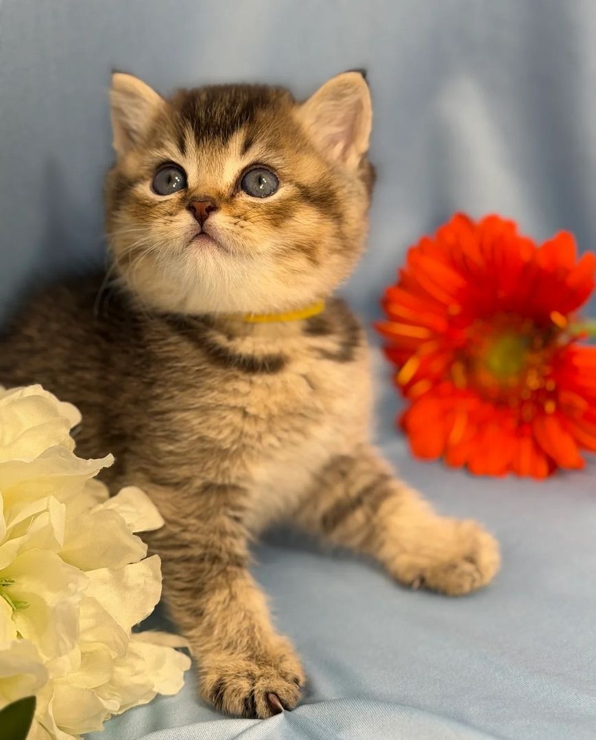 Unsere Britisch Langhaar-Kätzchen sind gut erzogen und bestens sozialisiert