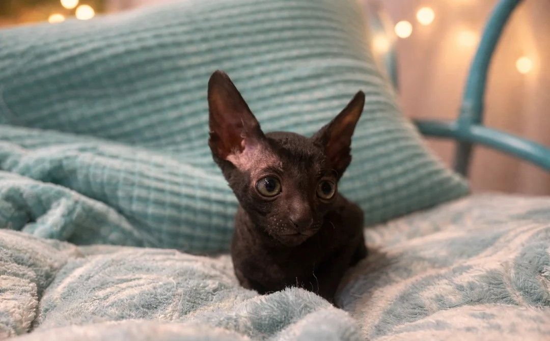 Unsere Cornish Rex-Kätzchen sind gut erzogen und bestens sozialisiert