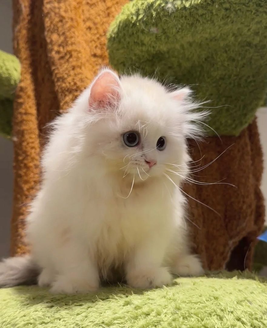 Unsere Munchkin-Kätzchen sind gut erzogen und bestens sozialisiert