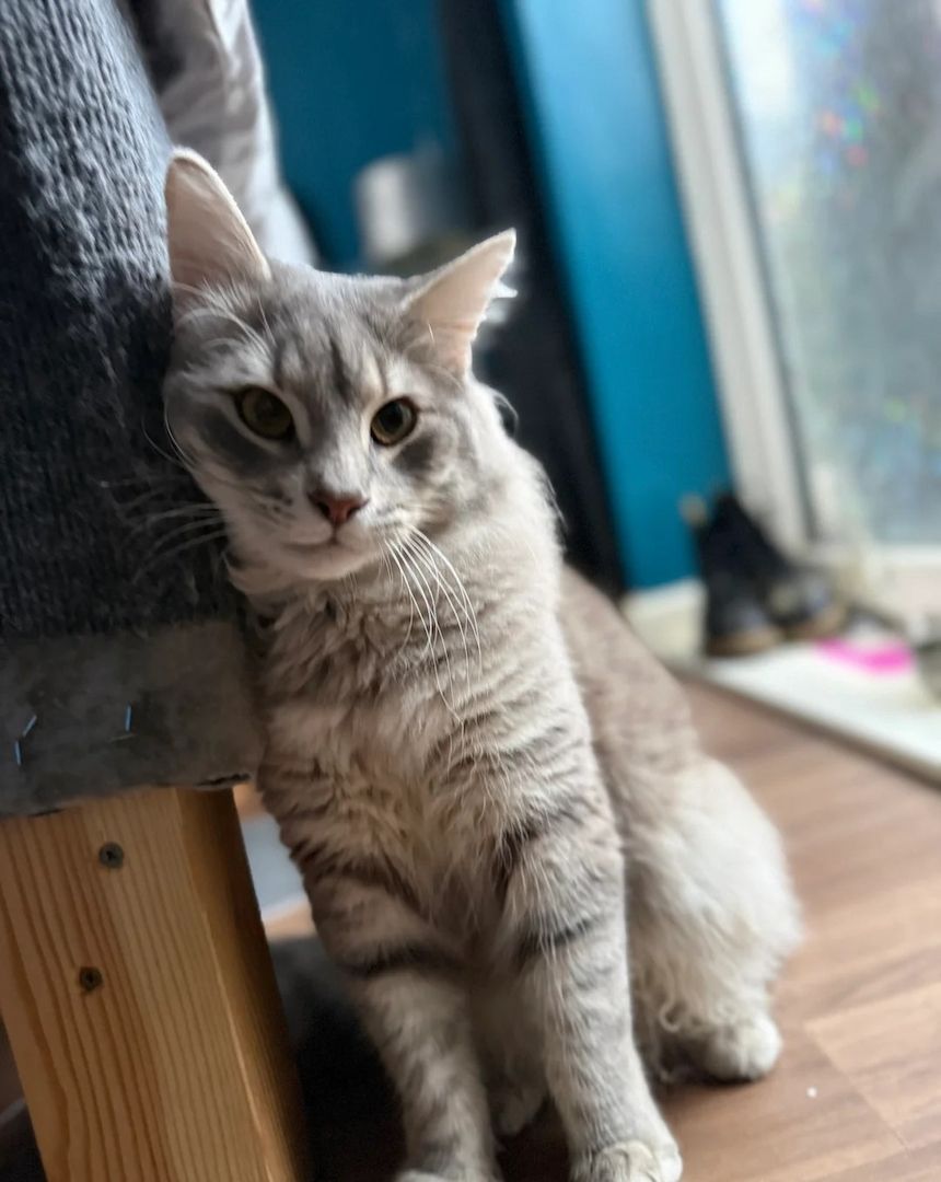 Unsere Norwegischen Waldkatzen sind gut erzogen und bestens sozialisiert.