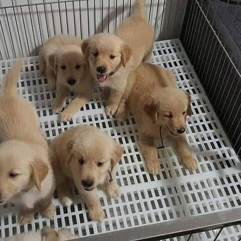 Golden Retriever-W M