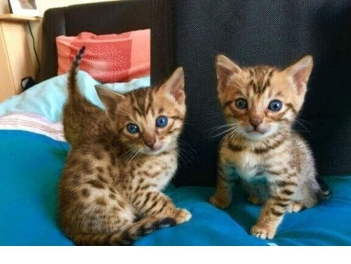 Reinrassige Bengal Kitten