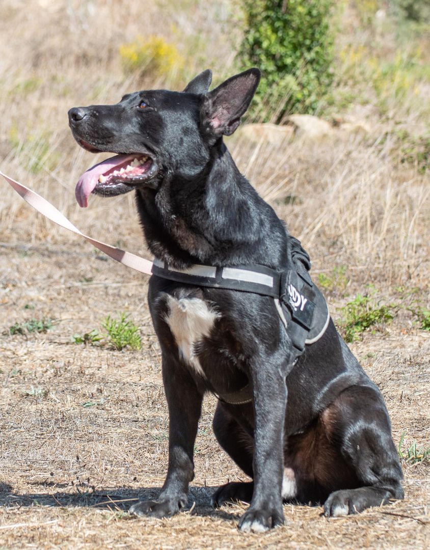 Luke - ein prima Kumpel