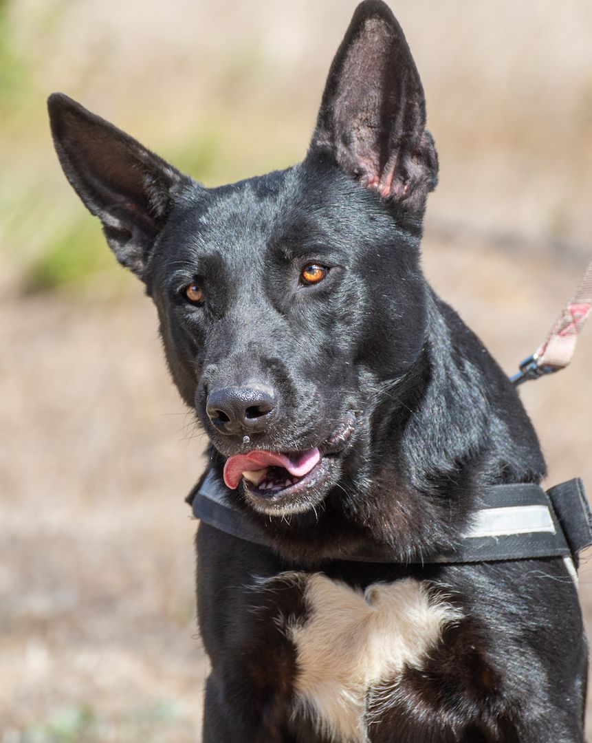 Luke - ein prima Kumpel