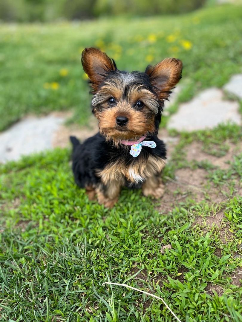Zwei gesunde, kleine Yorkshire-Terrier-Welpen