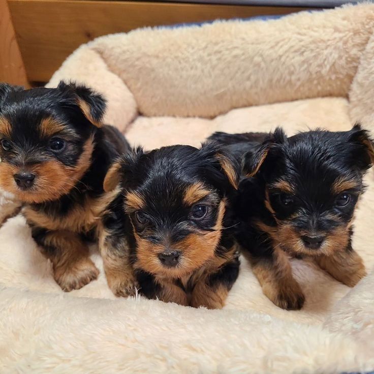 Zwei gesunde, kleine Yorkshire-Terrier-Welpen