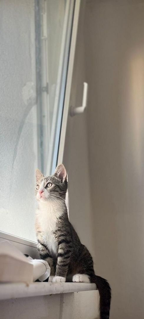 Simba sucht liebevolles Zuhause