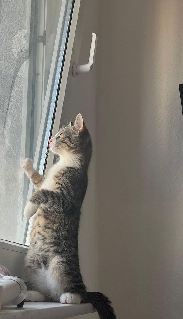 Simba sucht liebevolles Zuhause