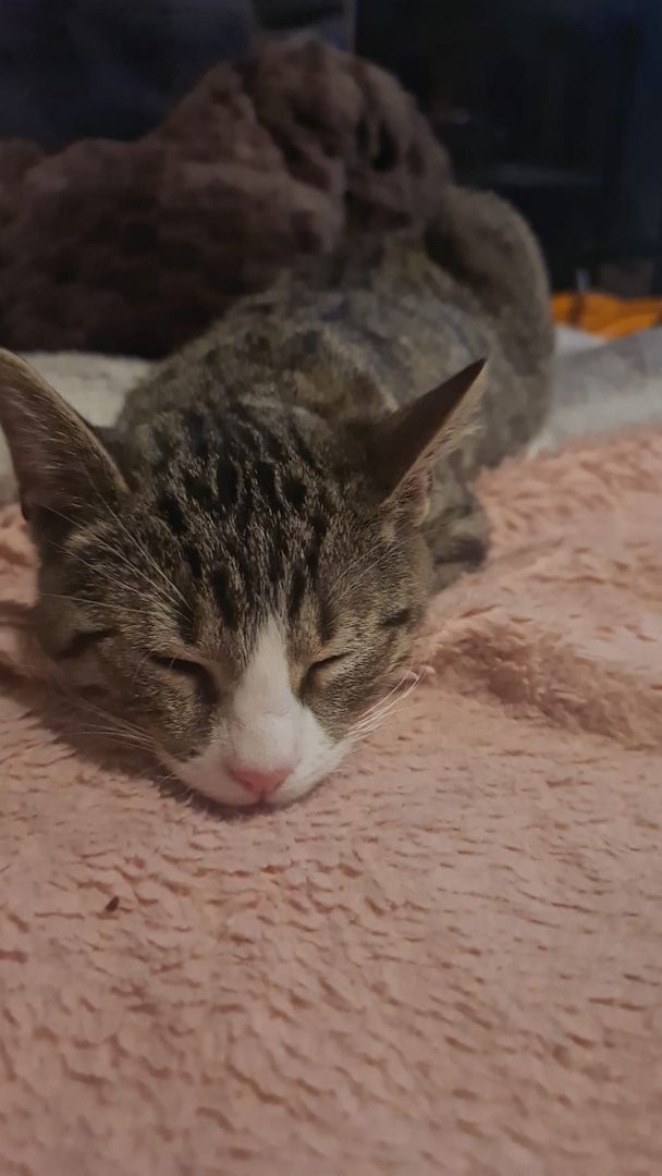 Simba sucht liebevolles Zuhause