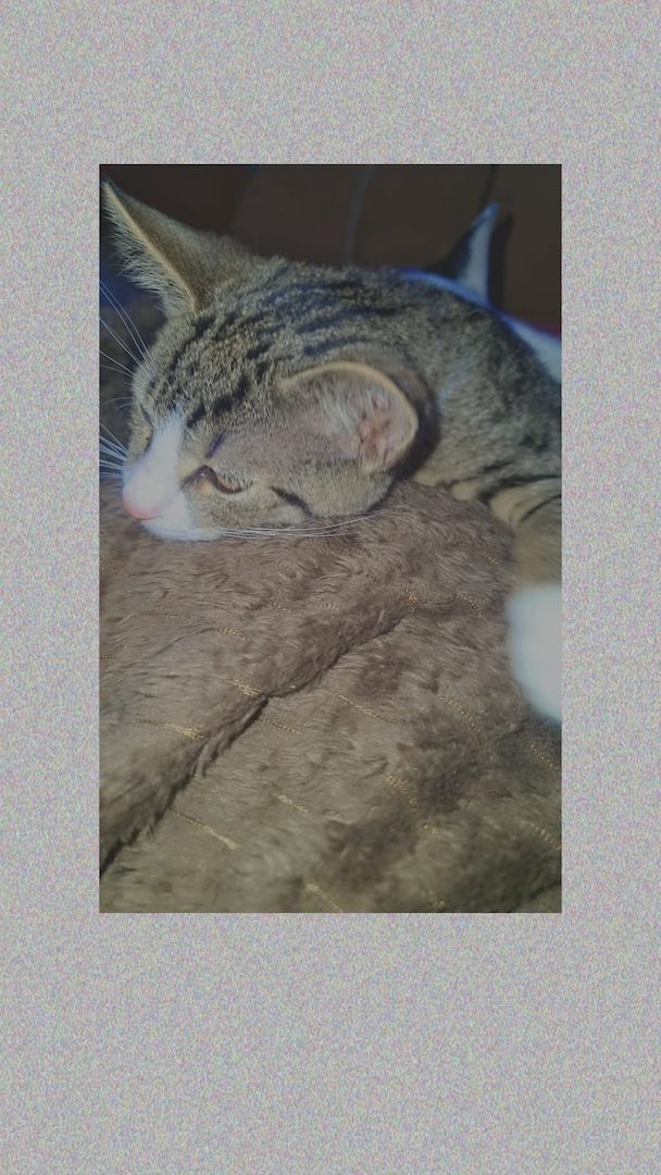 Simba sucht liebevolles Zuhause