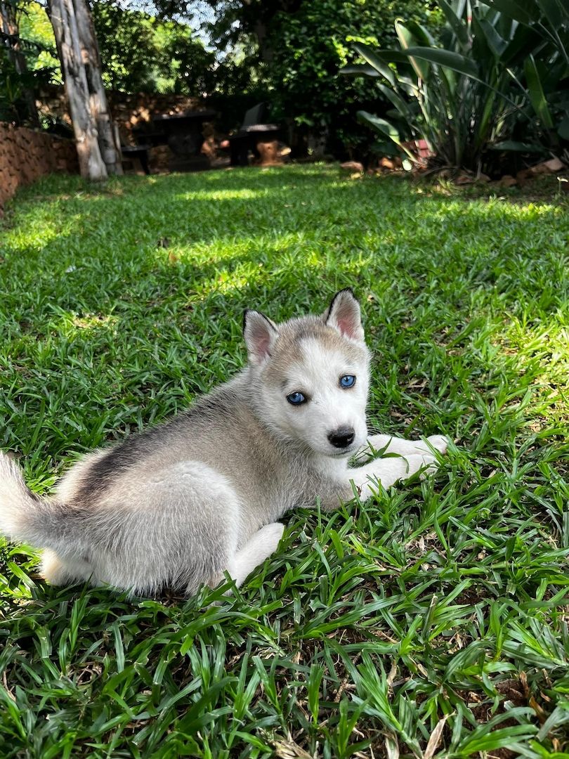 Verspielte Siberian Husky Welpen