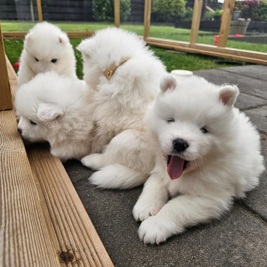 Verspielte Samojedenwelpen abzugeben