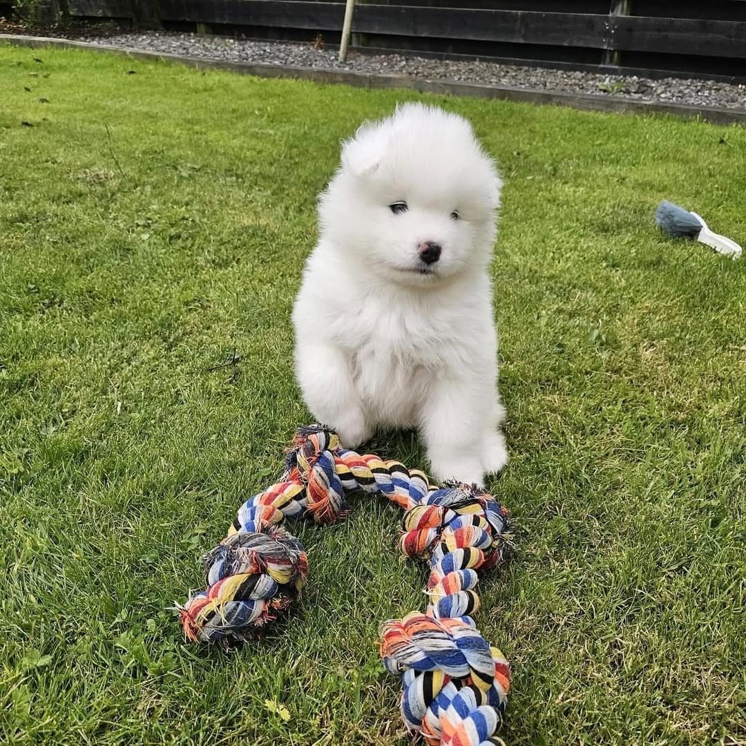 Verspielte Samojedenwelpen abzugeben