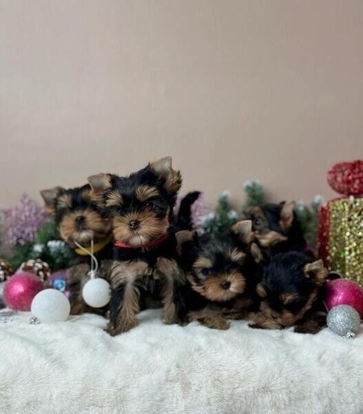 Yorkshire-Terrier-Welpen