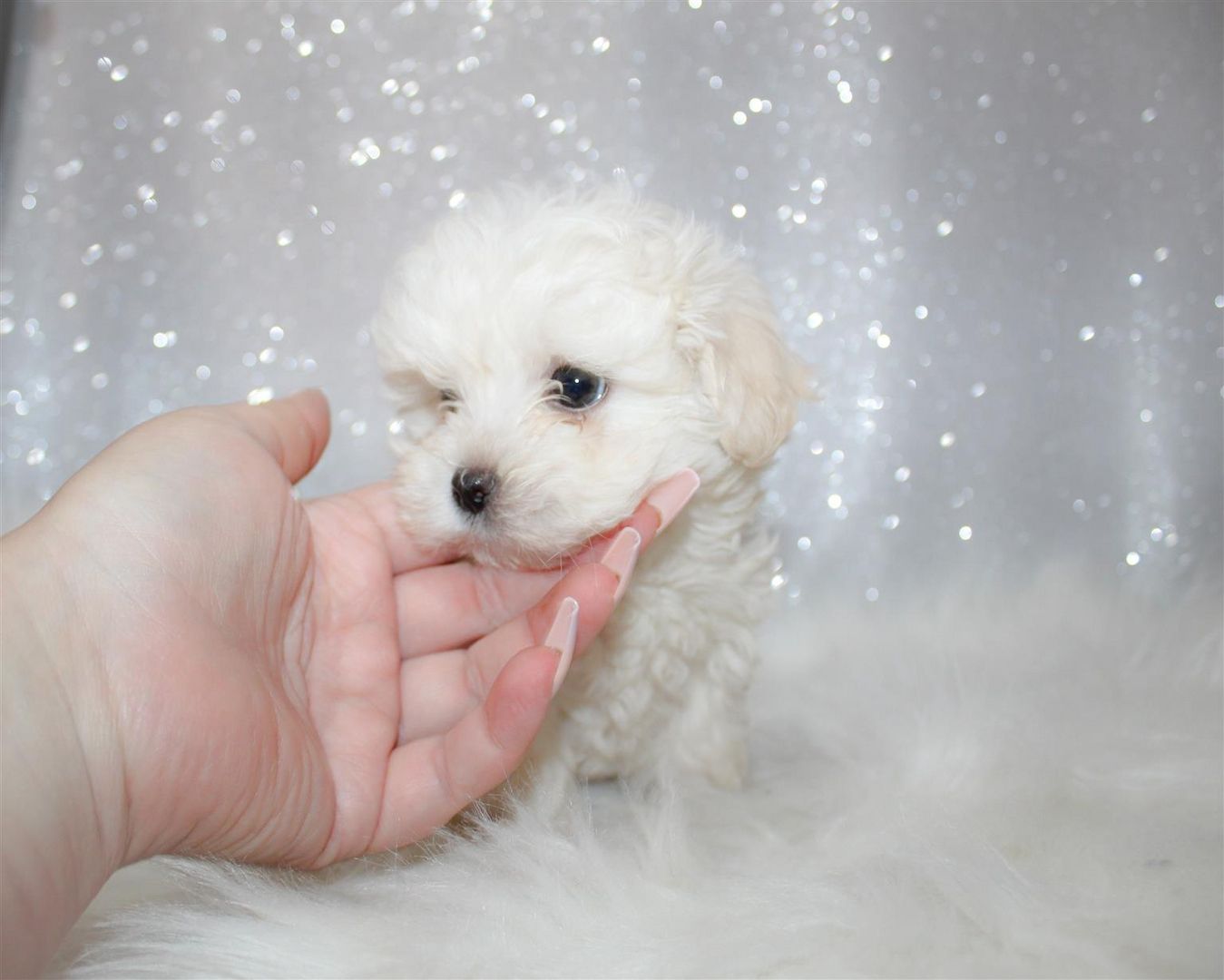 Malteserwelpen suchen ein neues Zuhause