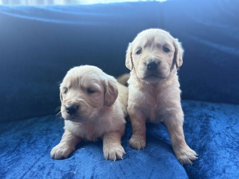 Golden-Retriever-Welpen suchen ein neues Zuhause