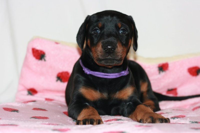 Dobermannwelpen suchen ein neues Zuhause