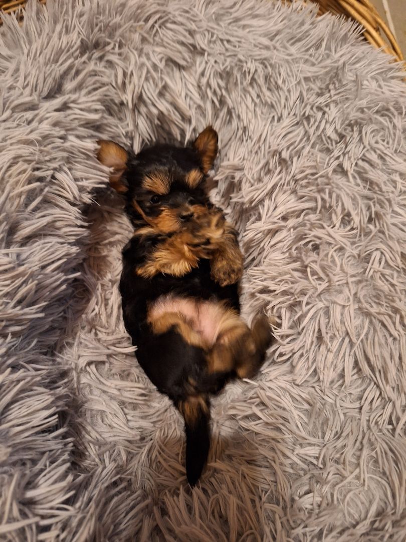 Yorki Welpen
