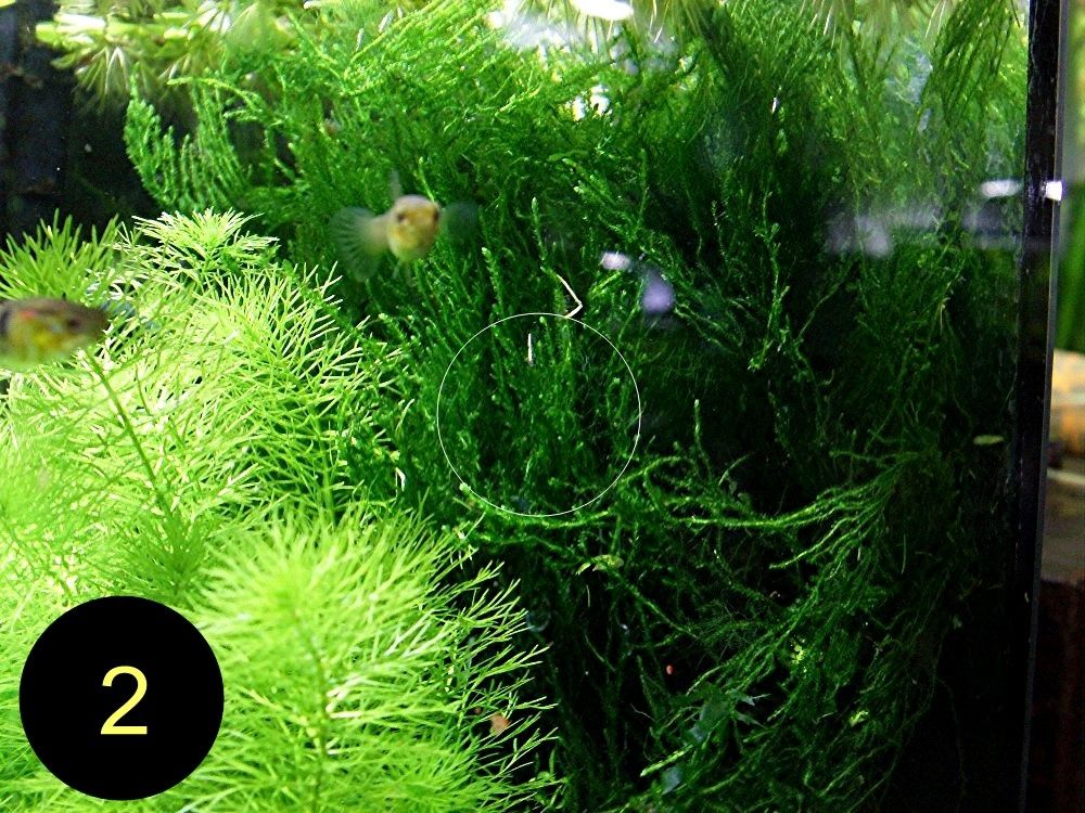 Flammenmoos, Spikymoos, Sternlebermoos, Aquarienpflanzen