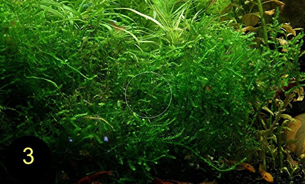 Flammenmoos, Spikymoos, Sternlebermoos, Aquarienpflanzen