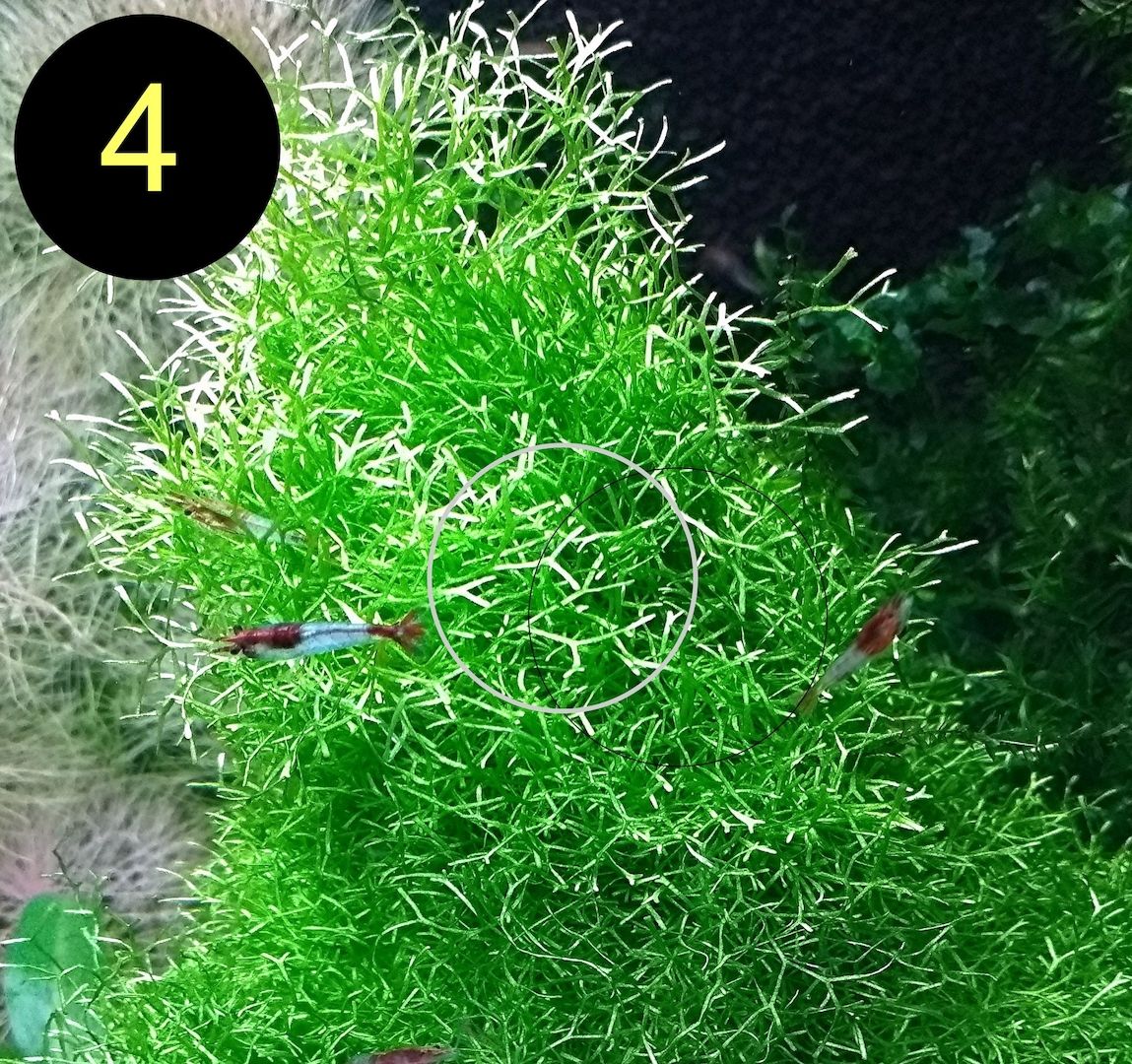 Flammenmoos, Spikymoos, Sternlebermoos, Aquarienpflanzen