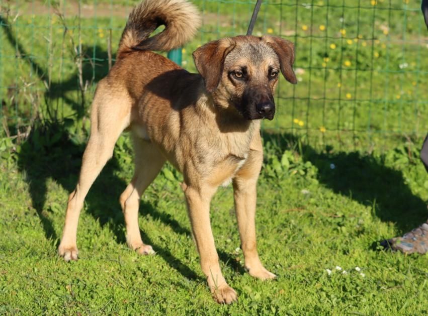 Sweet - junger Wirbelwind mit Herz