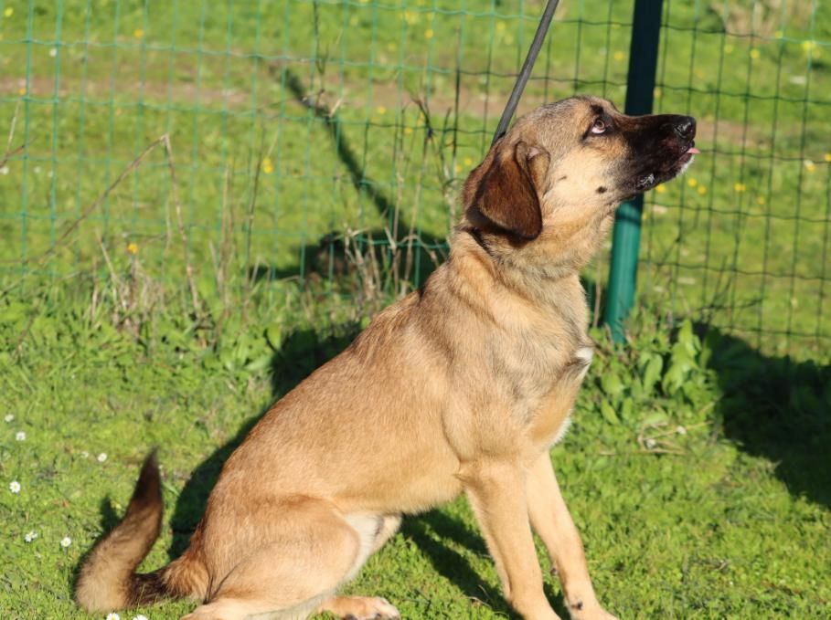 Sweet - junger Wirbelwind mit Herz