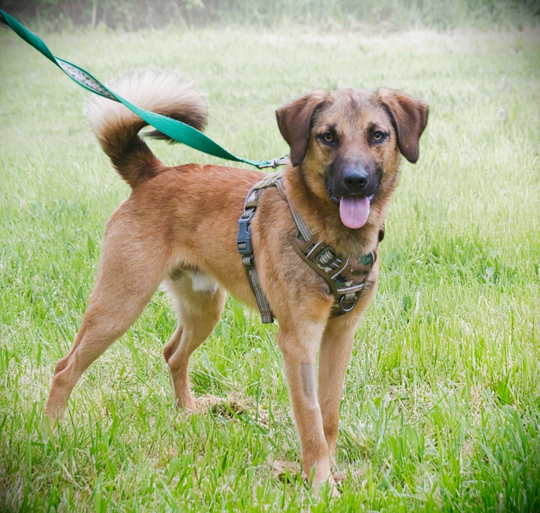 Sweet - junger Wirbelwind mit Herz