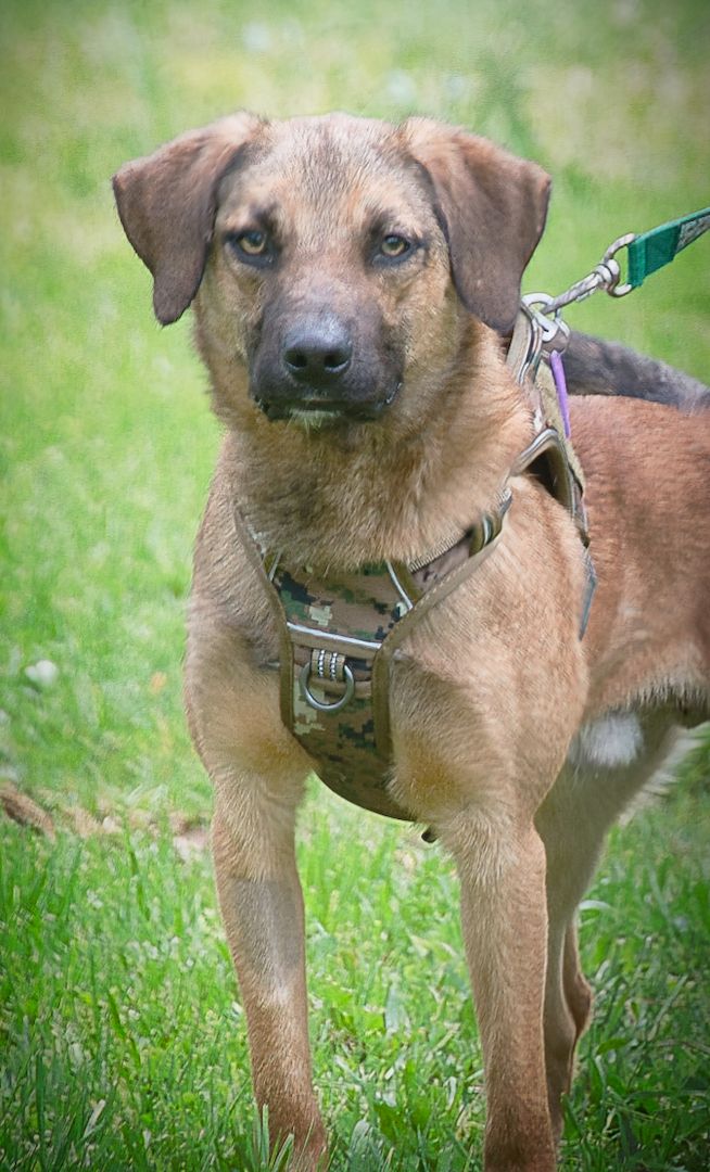 Sweet - junger Wirbelwind mit Herz