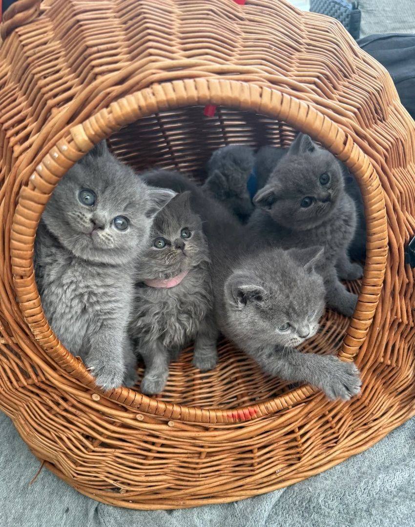 BKH Kitten Britisch Kurzhaar mit Stammbaum!