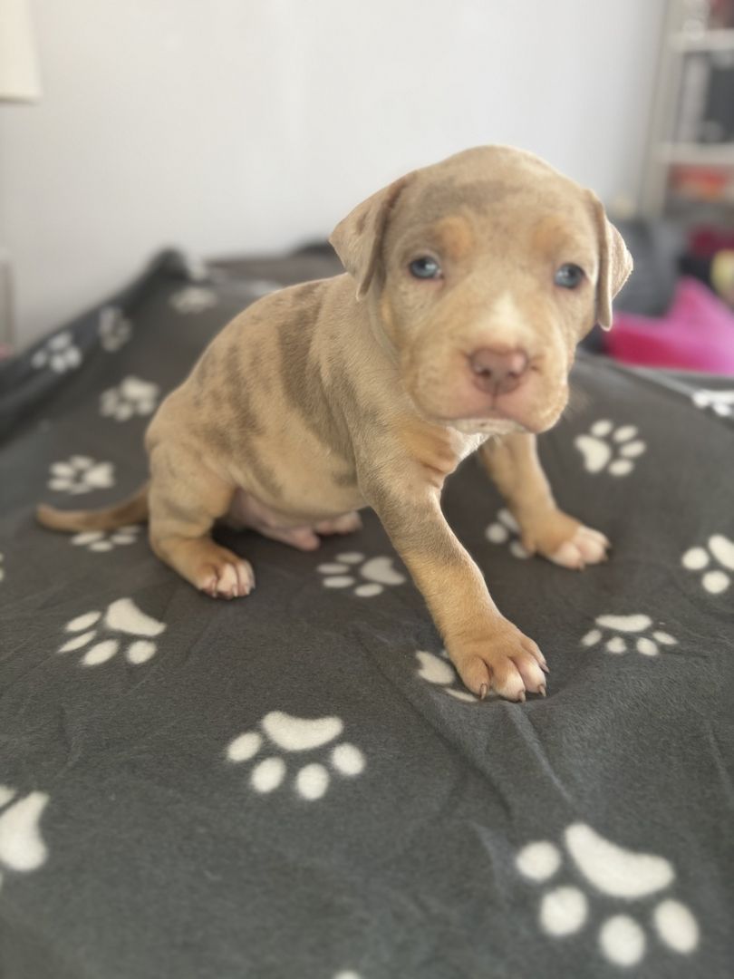 American Bully Welpen