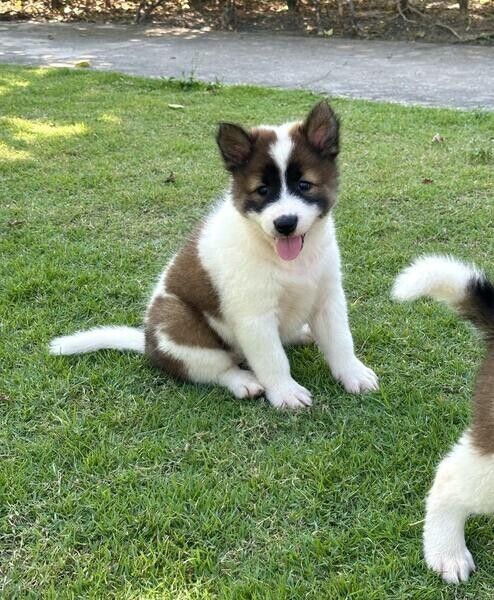 255 Thai Bangkaew Welpen