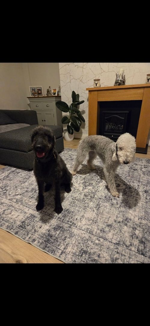 Bedlington Terrier Welpen